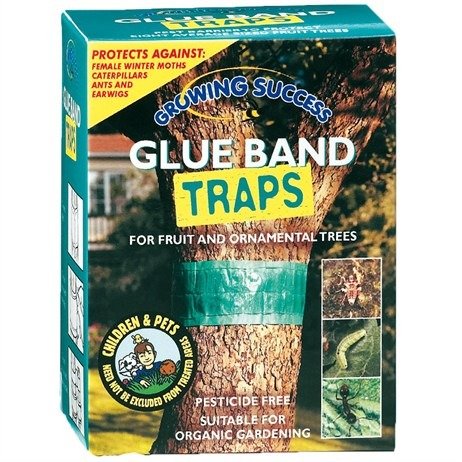 Growing Success Glue Band Traps