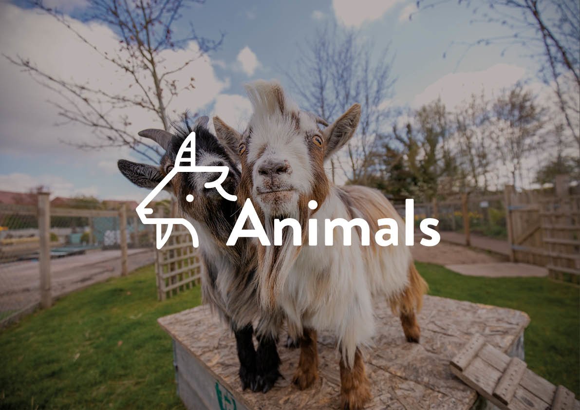 Animals Animals
