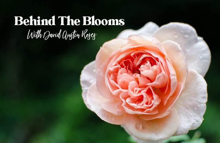 David Austin Roses Talk