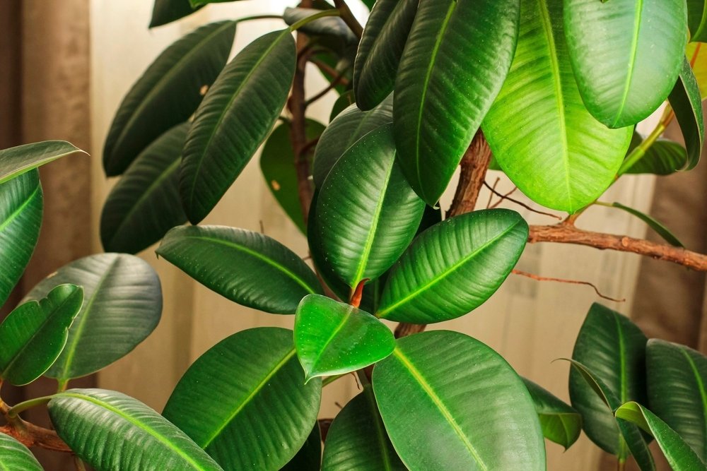 Top 6 big houseplants to substitute your Christmas tree Top 6 big houseplants to substitute your Christmas tree