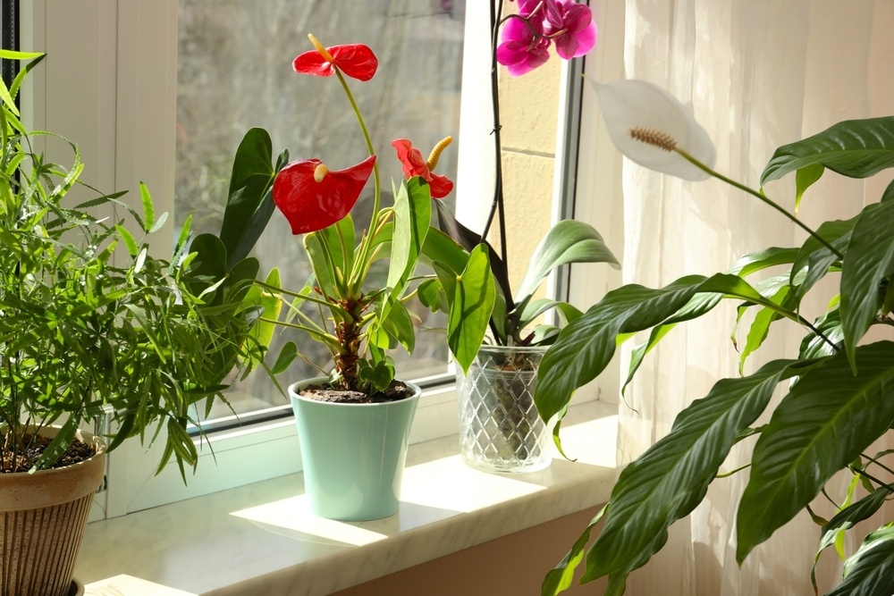Care for your houseplants in winter - St Peters Garden Centre