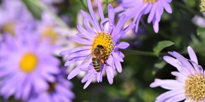 Creating a wildlife friendly garden