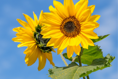 Grow a Sunflower Competition