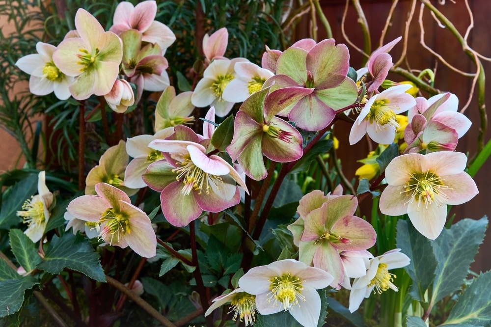Hellebore: the Christmas Rose - St Peters Garden Centre