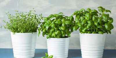 Herb Gardening Guide