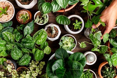 House Plant Guide
