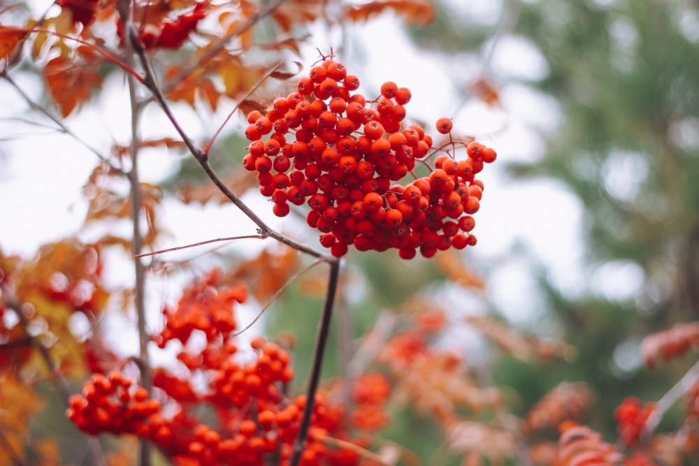 特売❗️リリパット269☆ ENGLISH GARDEN AUTUMN HUES Medium Ziptop Grab | Autumn Leaves AW25 | Radley London