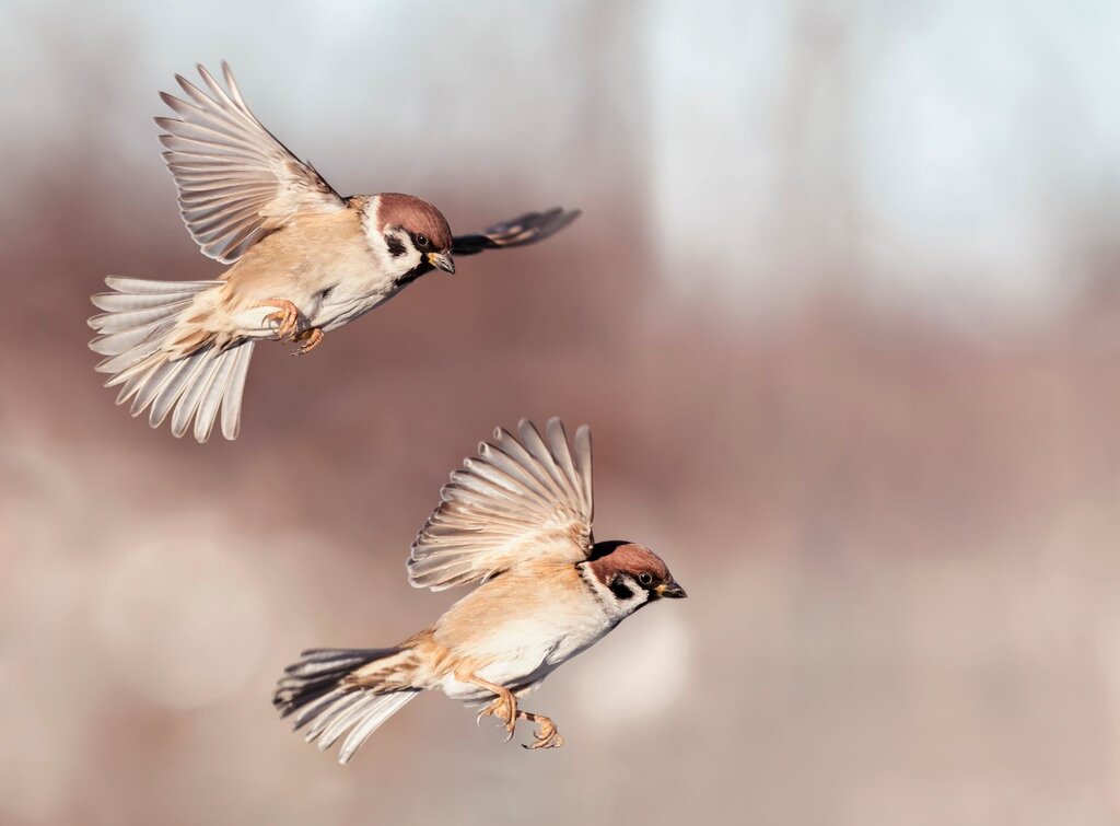 How to attract wild birds to your garden - St Peters Garden Centre