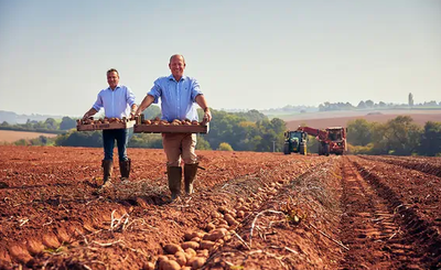 Two Farmers harvesting potatoes