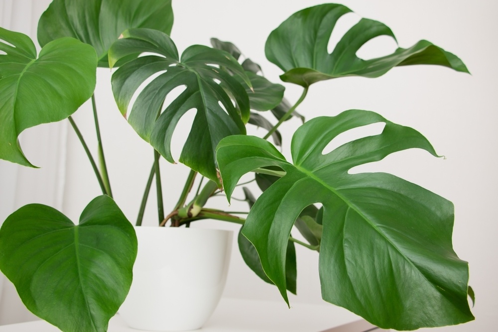 The Best Tips for a Stunning Monstera - St Peters Garden Centre