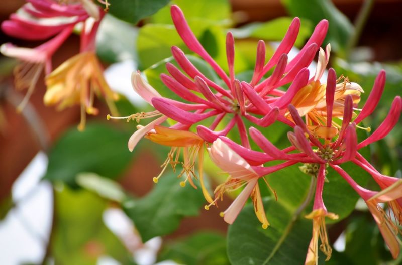 Top 10 scented plants St Peters Garden Centre