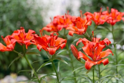 Top 7 Low Maintenance Plants For Busy Gardeners