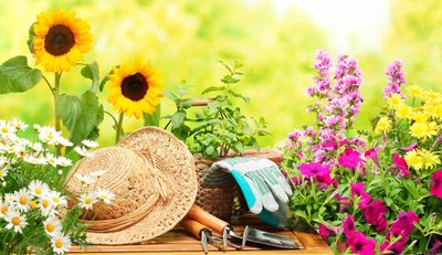Your June Gardening Guide