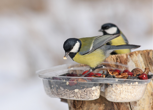 Bird Food
