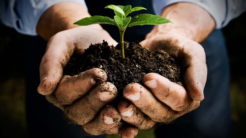 Peat Free Compost & Soil