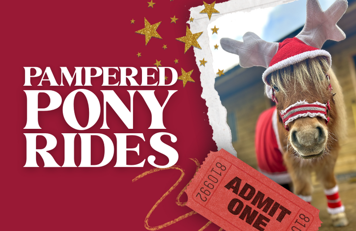 Festive Pampered Ponies