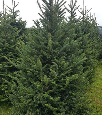Fraser Fir 5-6ft - image 3