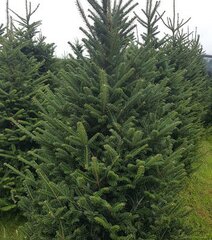 Fraser Fir 5-6ft - image 3