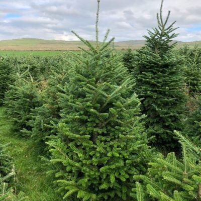 Fraser Fir 5-6ft - image 2