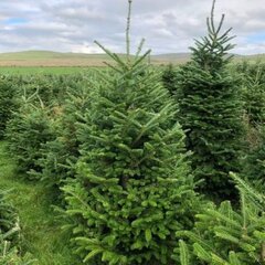 Fraser Fir 5-6ft - image 2