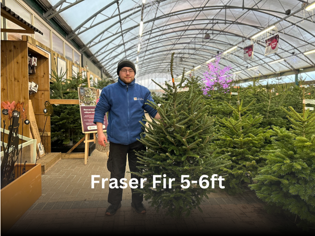 Fraser Fir 5-6ft - image 1