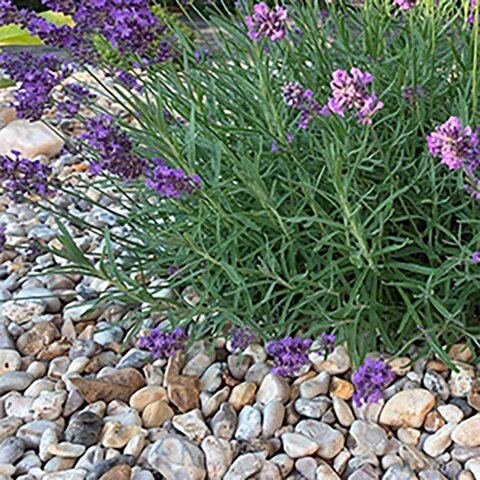 Moonstone 20mm - image 3