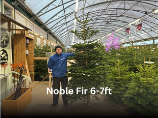 Noble Fir 6-7ft