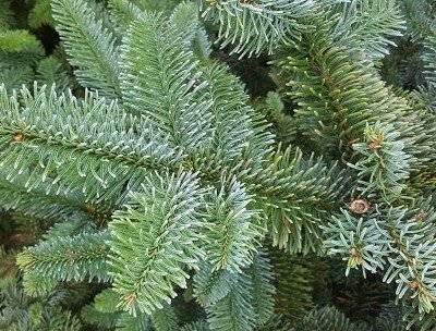 Noble Fir 6-7ft - image 3