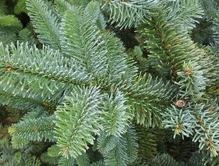 Noble Fir 6-7ft - image 3