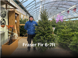 Noble Fir 6-7ft
