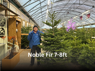 Noble Fir 7-8ft