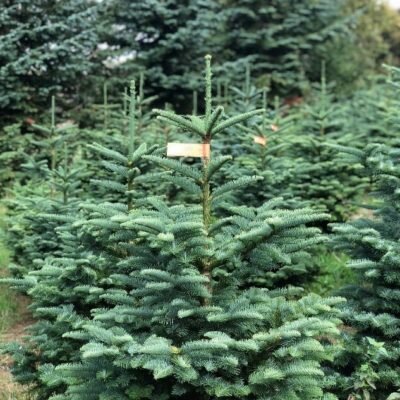 Noble Fir 7-8ft - image 2