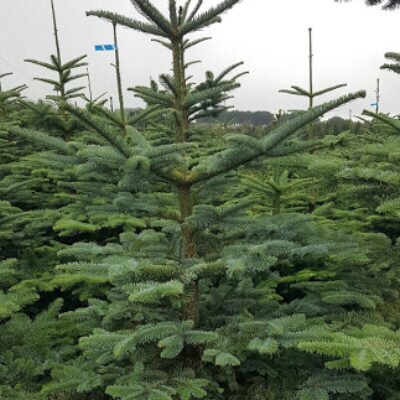 Noble Fir 7-8ft - image 3