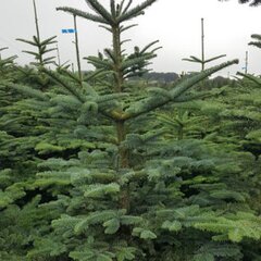 Noble Fir 7-8ft - image 3
