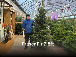 Noble Fir 7-8ft