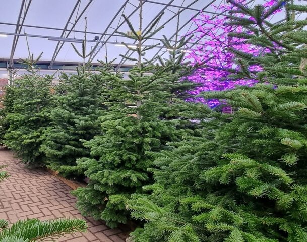 Nordmann Fir 6-7ft - image 2