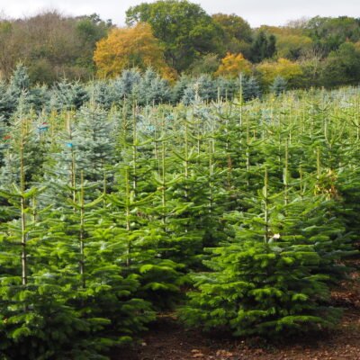 Nordmann Fir 6-7ft - image 5