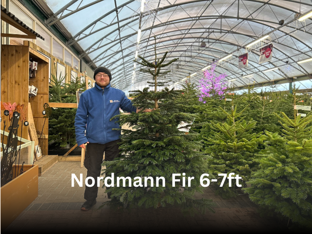 Nordmann Fir 6-7ft - image 1