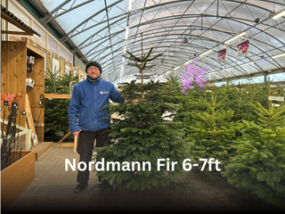Nordmann Fir 6-7ft