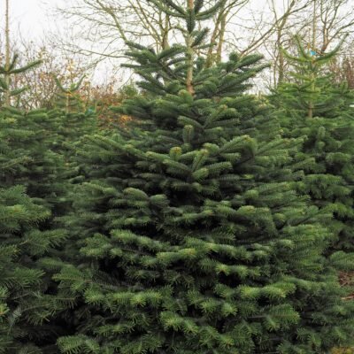 Nordmann Fir 7-8ft - image 3