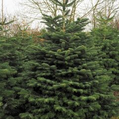 Nordmann Fir 7-8ft - image 3