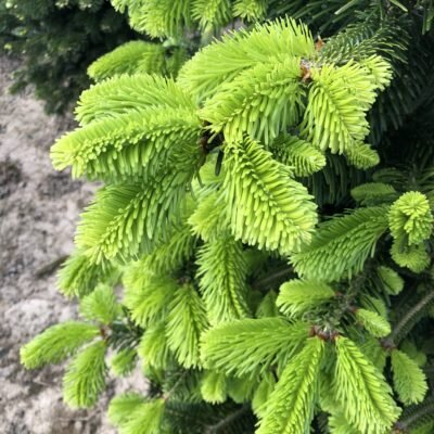 Nordmann Fir 7-8ft - image 4