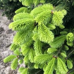 Nordmann Fir 7-8ft - image 4