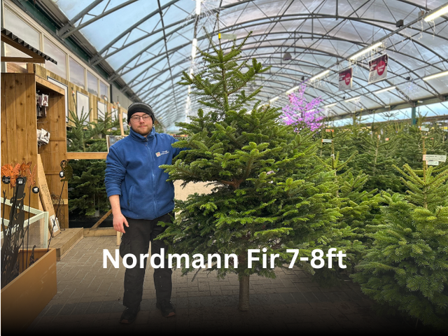 Nordmann Fir 7-8ft - image 1