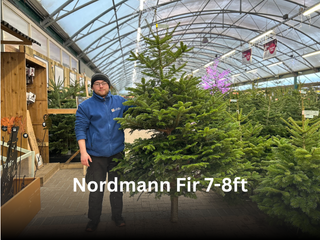 Nordmann Fir 7-8ft