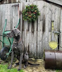 Simon King Wreath Nester - image 3