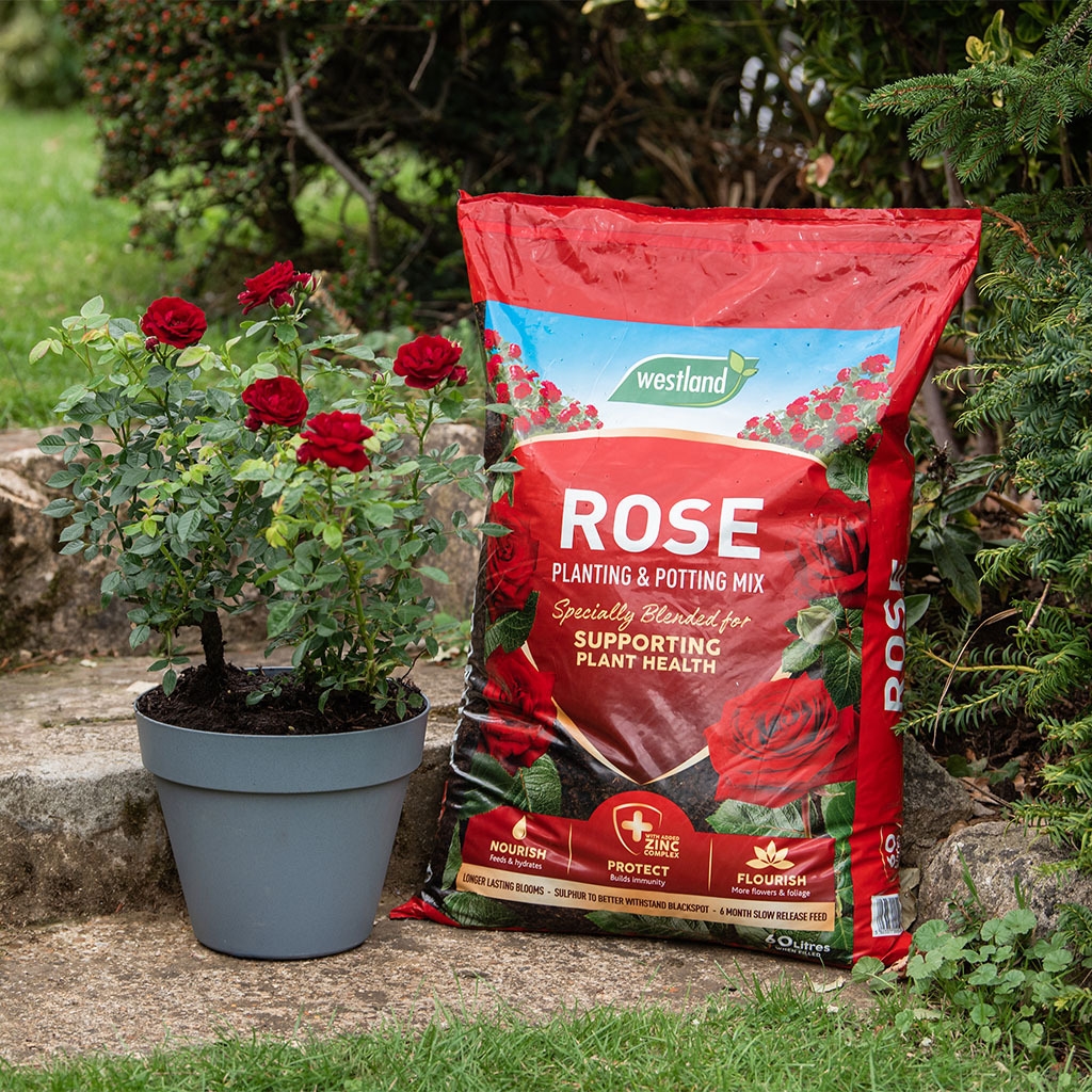 Rose Planting & Potting Mix 60L St Peters Garden Centre